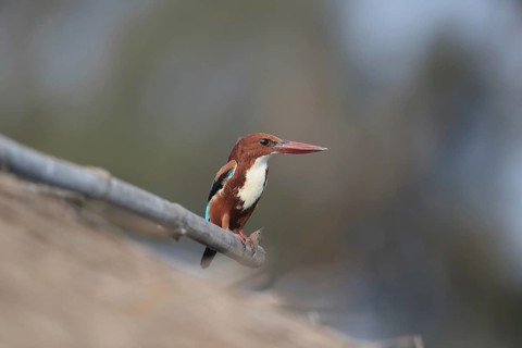 White-throated Kingfisher