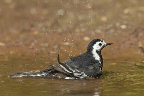 Pied Wagtail