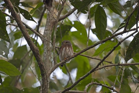 Amazonian Pygmy-owl