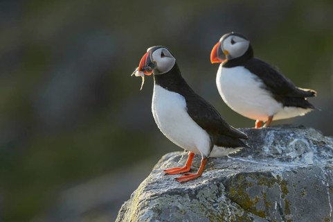 Puffin