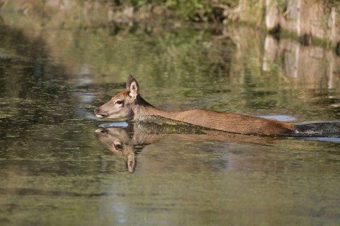 Red Deer