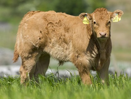 Limousin cows and calves in lush pasture