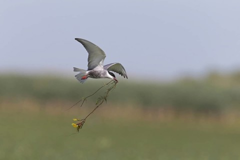 Whiskered Tern