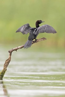 Pygmy Cormorant
