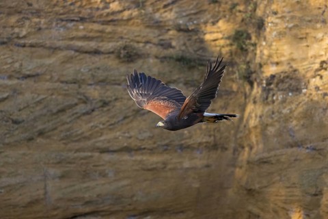 Harris' Hawk