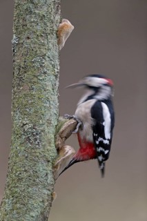 Great spotted Woodpecker