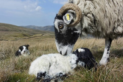 Domestic Sheep