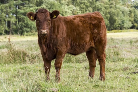 Domestic Cattle