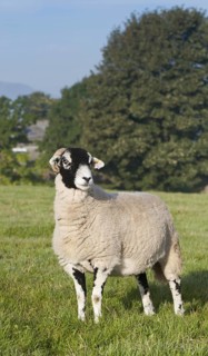 Domestic Sheep