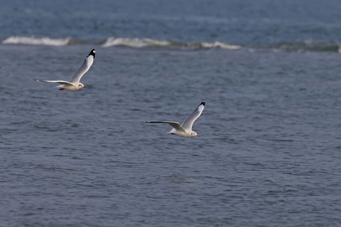 Brown-headed Gull
