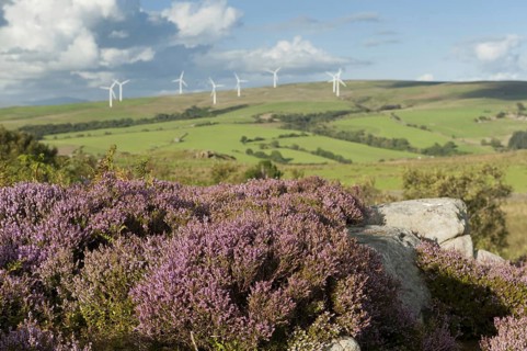 Common Heather
