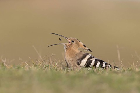 Eurasian Hoopoe