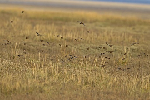 Twite