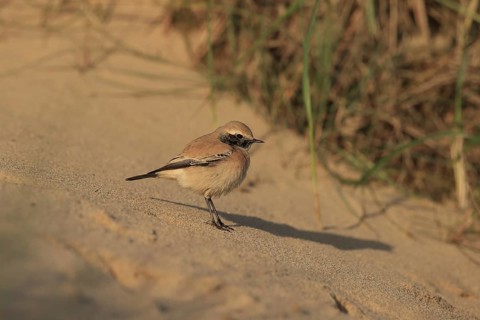 Desert Wheatear