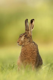 European Hare