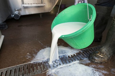 Farmer pouring bucket of milk down drain as it is worth nothing