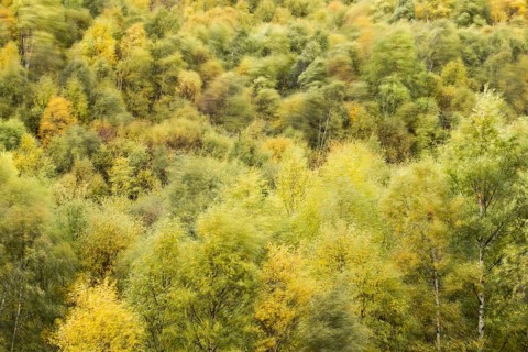 Birch