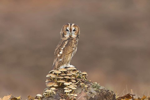 Tawny Owl