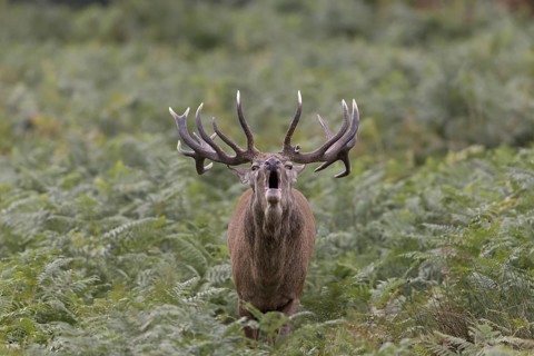 Red Deer