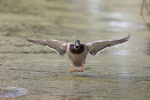 Mallard