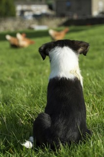 Border Collie pup sat watching free range hens in field