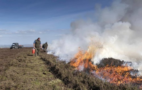 Gamekeeper starting a fire on grouse moor in spring. Yorkshire Dales