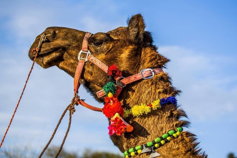 Horseback riding on dromedaries