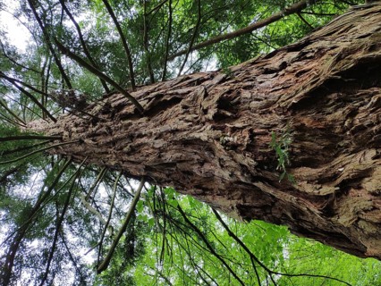 Coast redwood