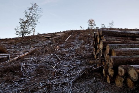 Deforested landscape covered with hoarfrost Grimminghausen