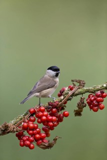 Marsh Tit