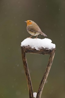 European Robin