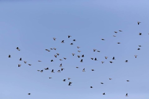 Woodpigeon