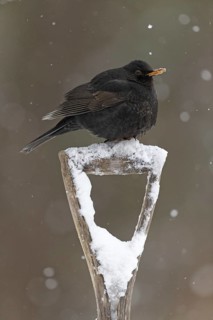 Blackbird
