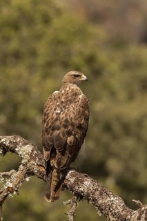 Bonelli's Eagle