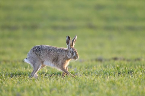 European Hare