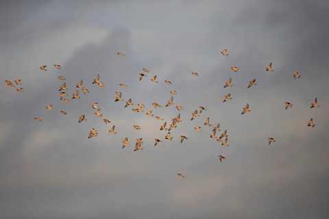 Eurasian Linnet