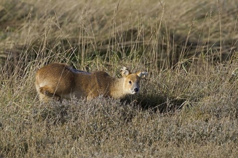 Chinese Water Deer