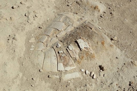 Turtle fossil shell