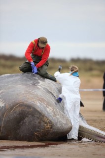 Sperm Whale