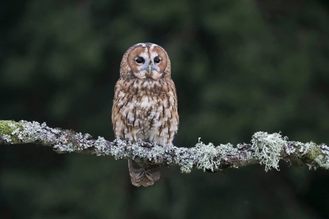 Tawny Owl