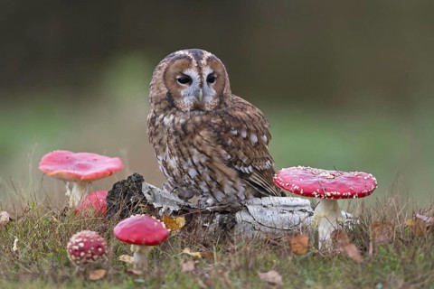Tawny Owl