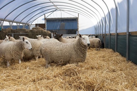 In lamb ewes housed in a polytunnel prior to lambing. UK
