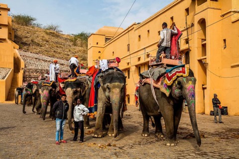 Elephants after work at the gathering place