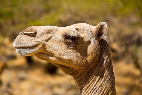 Camel head in Wadi Darbat