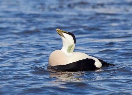 Adult male Common Eider