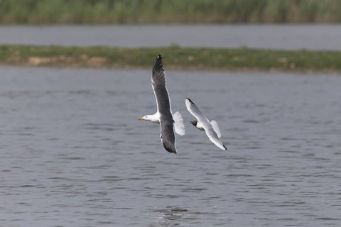 Black-Headed Gull