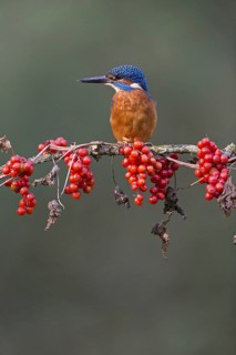 Common Kingfisher