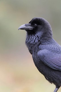 Common Raven