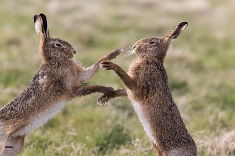 European Hare