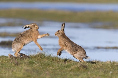 European Hare